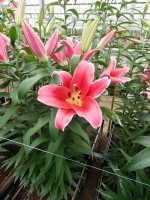 [5169 Amarossi No01.JPG]